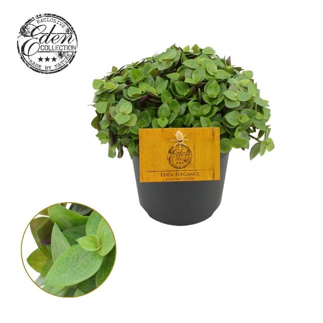 Picture of Callisia repens turtle