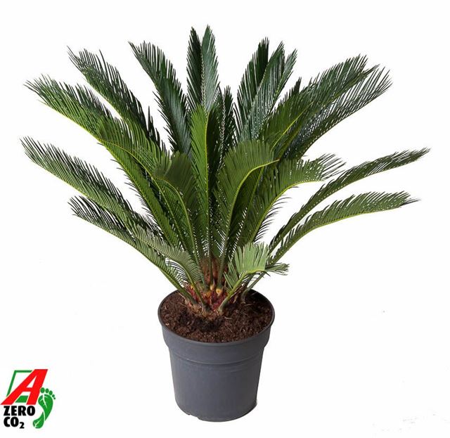 Picture of Cycas revoluta