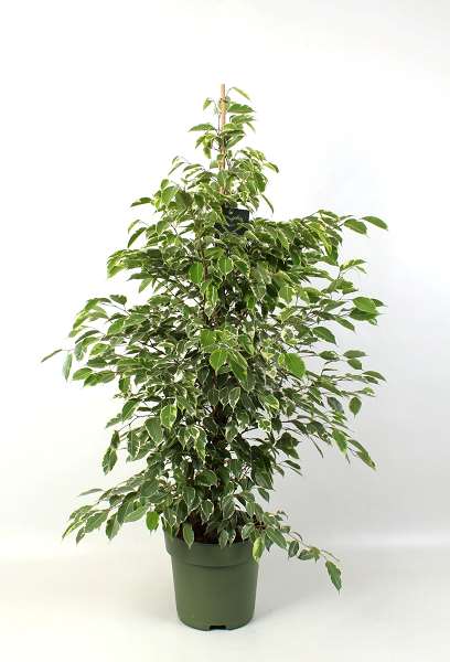 Picture of FICUS BENJAMINA GOLDEN KING