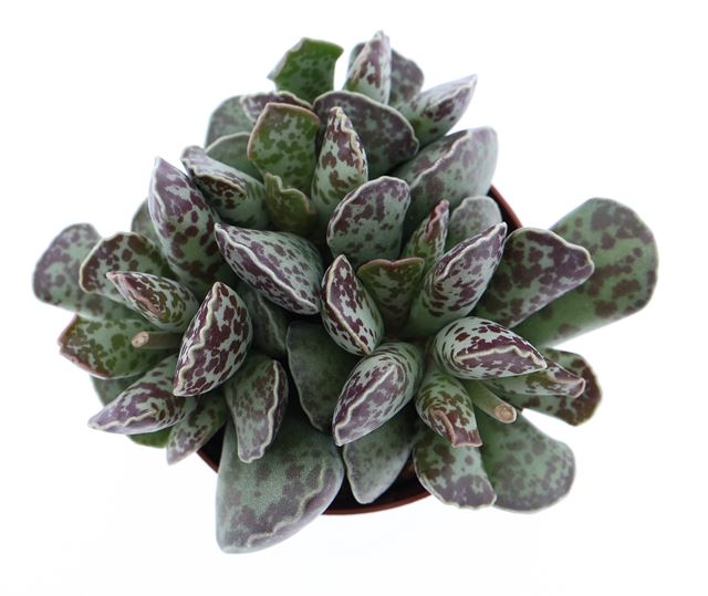 Picture of Adromischus cooperi