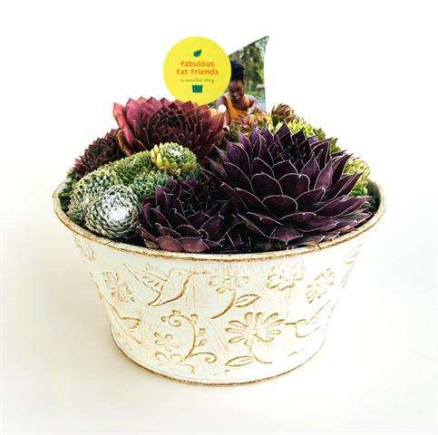 Picture of Sempervivum kolibri bowl zinc