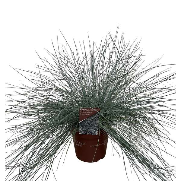 Picture of Festuca glauca intense blue
