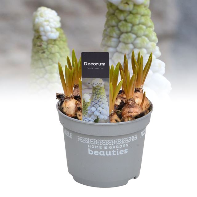 Picture of Muscari white spear