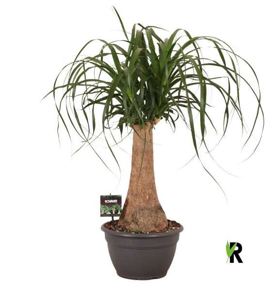 Picture of Beaucarnea recurvata straight stem