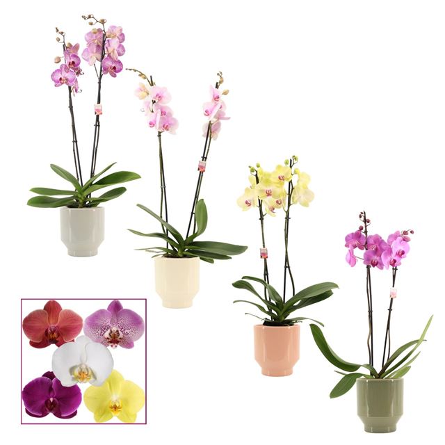 Picture of Phalaenopsis 02-stem mix in ceramic