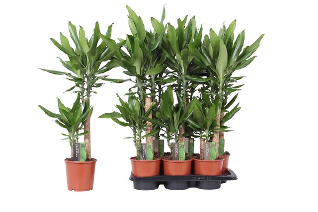 Picture of DRACAENA FRAGRANS STEUDNERII 045+/20+