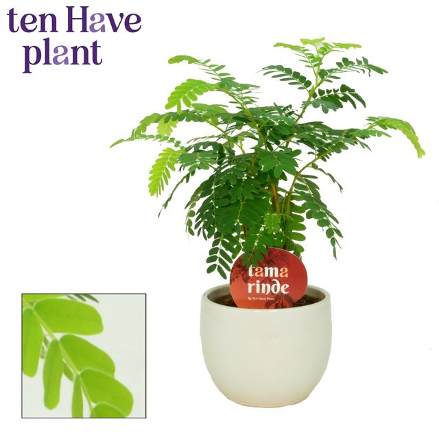 Picture of Tamarindus indica in ceramic