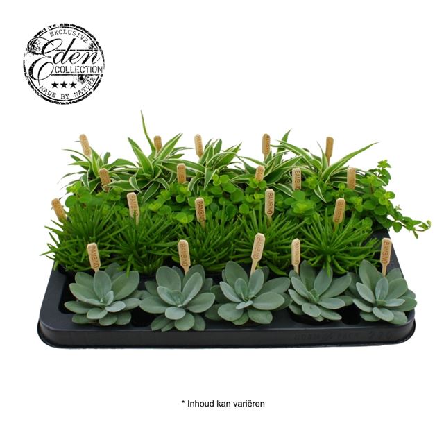 Picture of FOLIAGE MIX BAMBINO