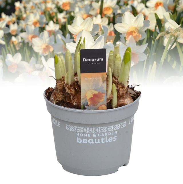 Picture of Narcissus iwona