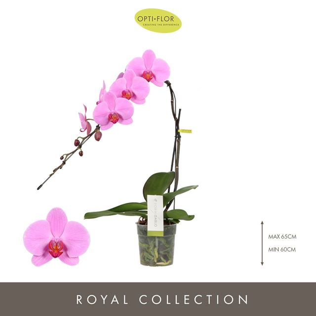 Picture of PHALAENOPSIS FORMIDABLO HAVASU FALLS