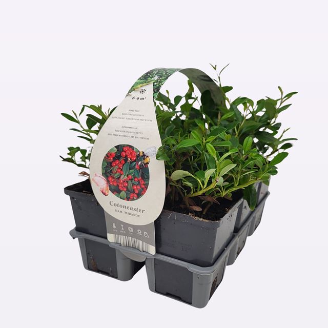 Picture of COTONEASTER DAMMERI MIRANDA 06-PACK