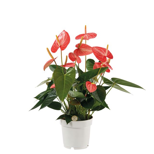 Picture of Anthurium livium orange