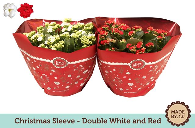 Picture of KALANCHOE DOUBLE RED/WHITE + XMAS SLEEVE