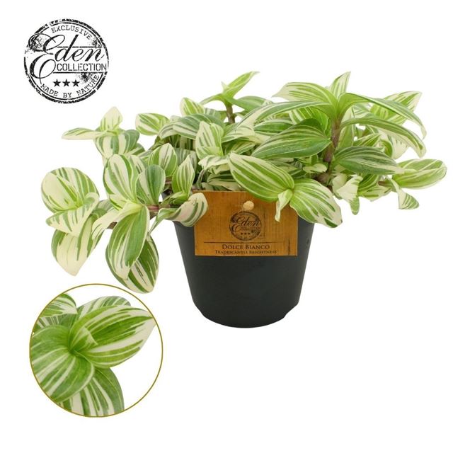 Picture of Tradescantia fluminensis brightness