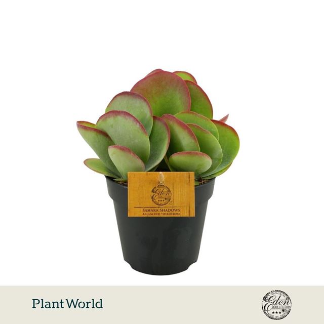 Picture of Kalanchoe thyrsiflora