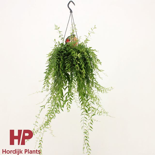 Picture of AESCHYNANTHUS JAPHROLEPIS IN HANGING BASKET