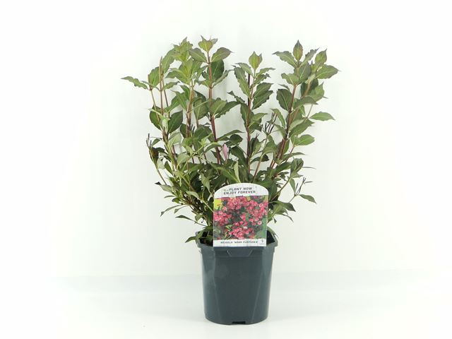 Picture of WEIGELA FLORIDA NANA PURPUREA