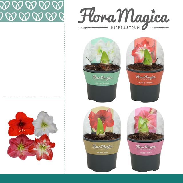 Picture of HIPPEASTRUM (AMARYLLIS) 02-FL MIX WITH POTCOVER