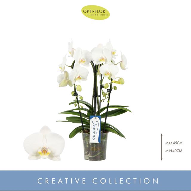 Picture of PHALAENOPSIS 03-STEM FONTANO BELLAGIO