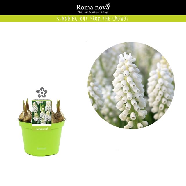 Picture of Muscari armeniacum white magic