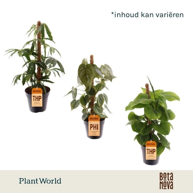Picture of Foliage botanic mix on mosspole