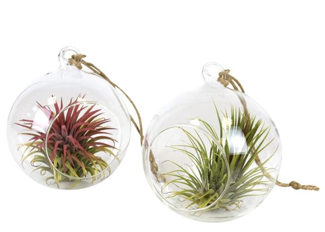 Picture of TILLANDSIA IN HANGING GLASS