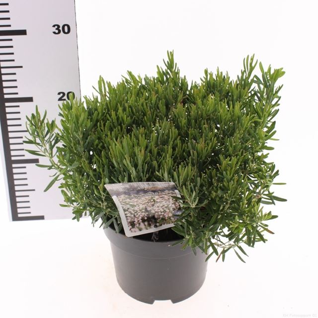 Picture of Andromeda polifolia compacta