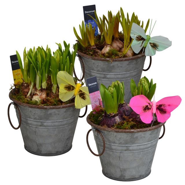 Picture of Bulbs mix zinc rustic zinc pot