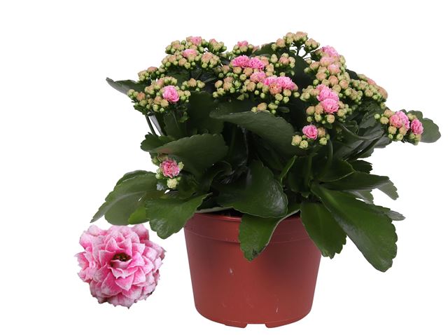 Picture of KALANCHOE DOUBLE DON ALANO (WHITE/PÎNK)