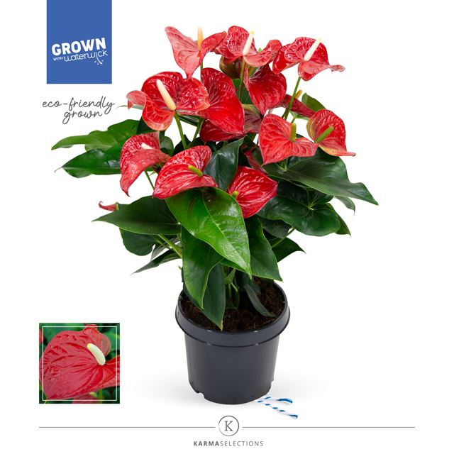 Picture of ANTHURIUM ANDREANUM GRANDI FLORA RED