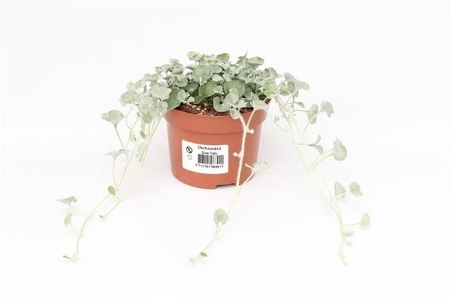 Picture of Dichondra silver falls