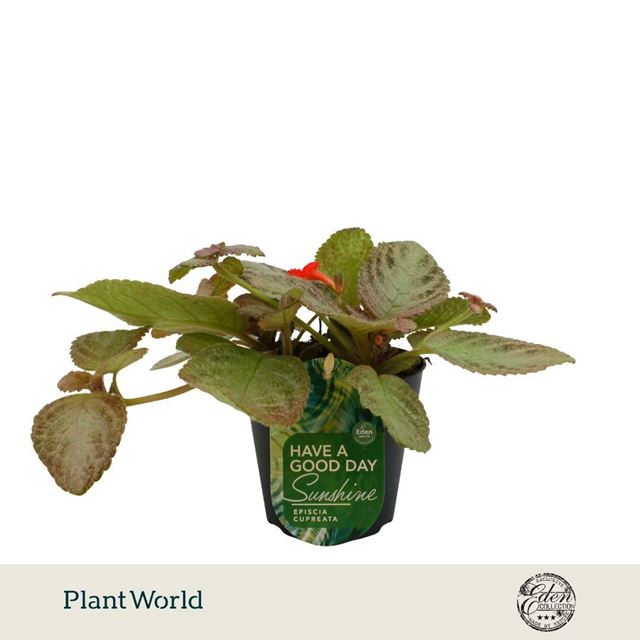 Picture of Episcia cupreata tierra plata