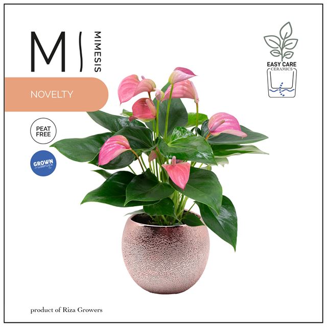 Picture of ANTHURIUM ANDRAEANUM JOLI PINK IN CERAMIC