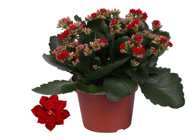 Picture of KALANCHOE DOUBLE RED