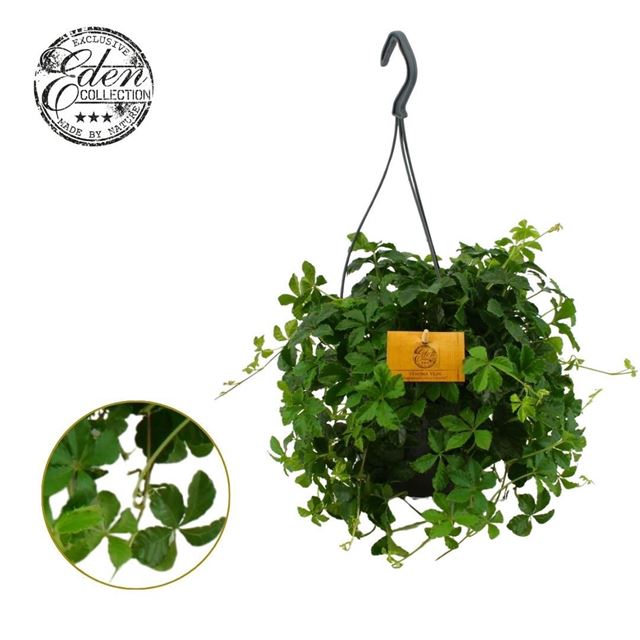 Picture of Parthenocissus striata in hanging basket