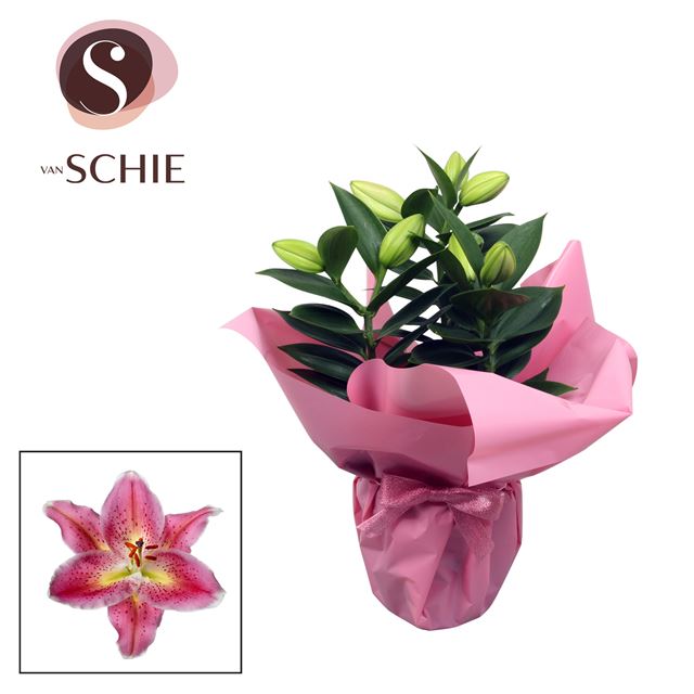 Picture of Lilium oriental 03pp rose rondella