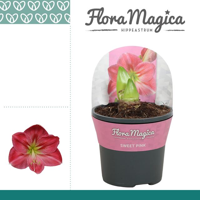 Picture of HIPPEASTRUM (AMARYLLIS) 02-FL SWEET PINK POTCOVER