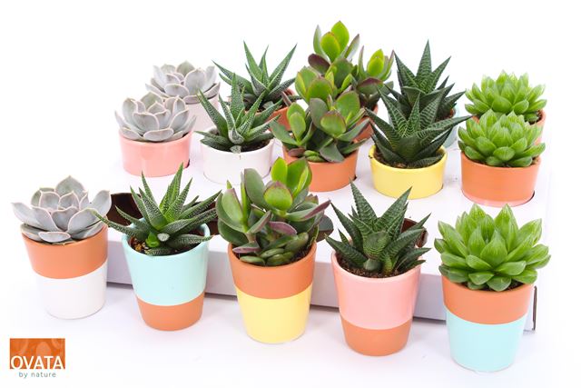 Picture of SUCCULENTEN MIX IN LIMA POT