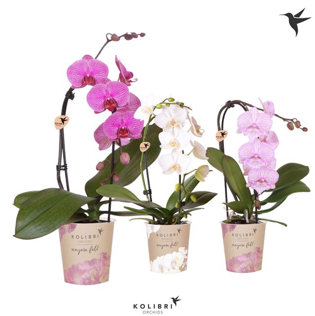 Picture of Phalaenopsis 01-stem kolibri niagara fall mix