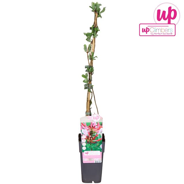 Picture of Lonicera periclymenum serotina