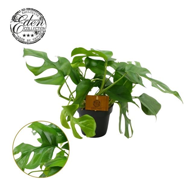 Picture of MONSTERA DELICIOSA MINIMA