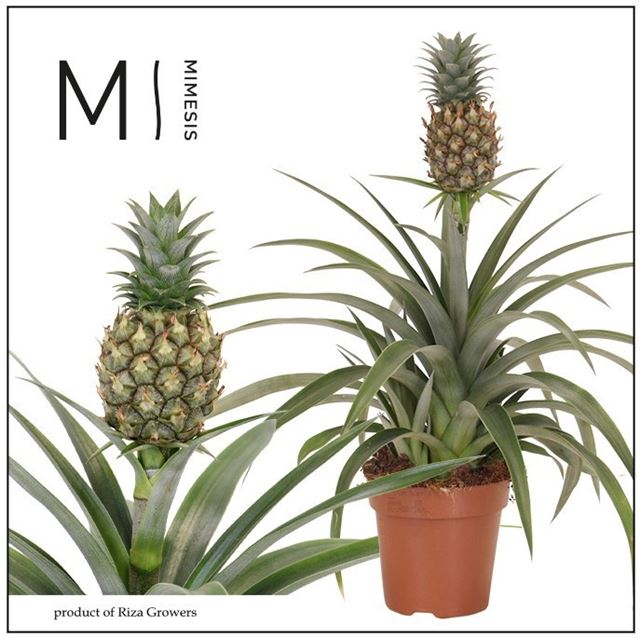 Picture of Ananas amigo
