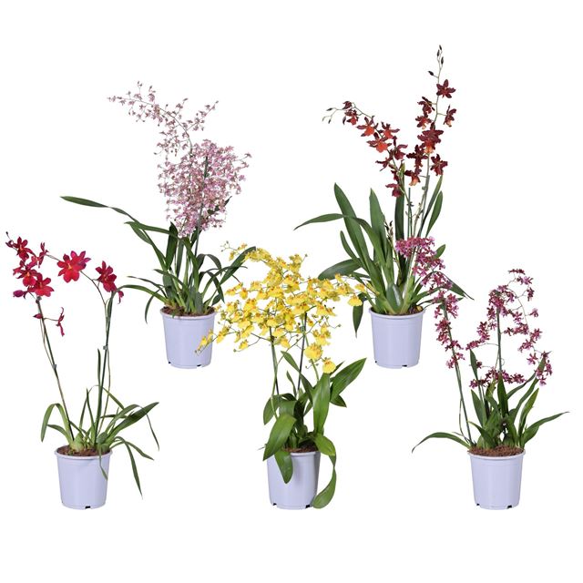 Picture of ORCHIDEE 02-STEM MIX