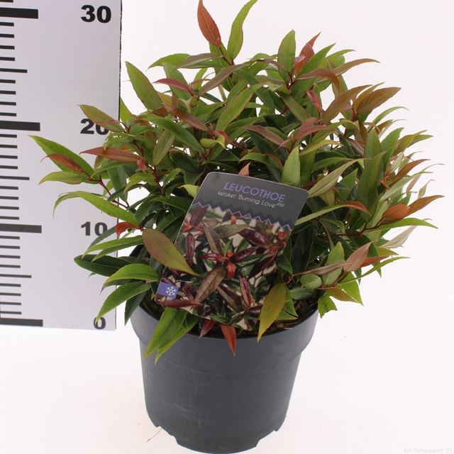 Picture of Leucothoe keiskei burning love