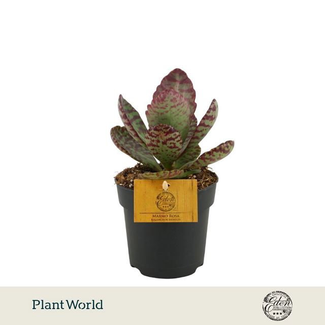 Picture of Kalanchoe humilis