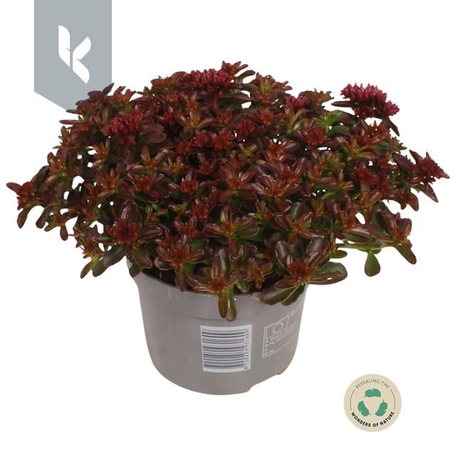 Picture of SEDUM SPOT ON DEEP ROSE