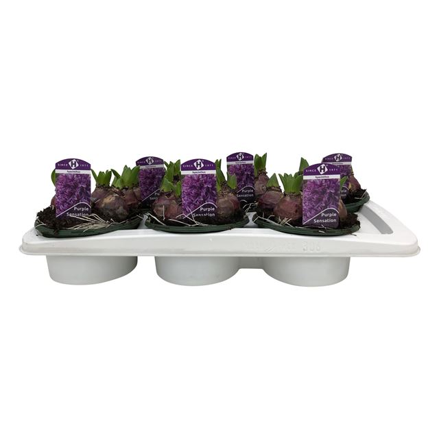 Picture of HYACINTHUS 05BULBS PURPLE