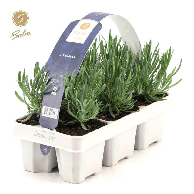 Picture of LAVANDULA ANGUSTIFOLIA 06-PACK