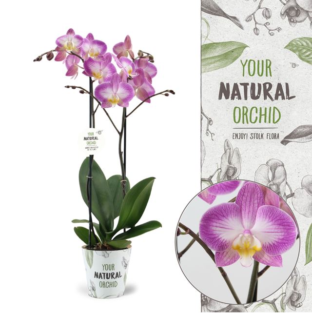 Picture of PHALAENOPSIS 02-STEM SUNCA SPLIT NATURAL ORCHID