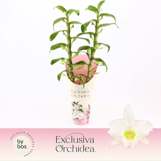 Picture of DENDROBIUM 02-STEM NOBILE APOLLON POTCOVER